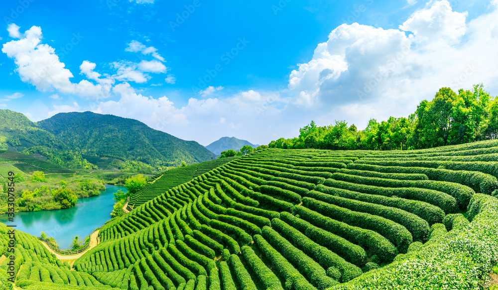 晴天的绿茶山，茶园的自然背景。