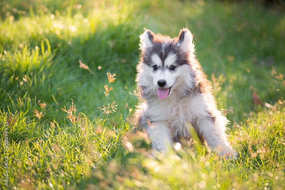 Cute siberian husky puppy on grass