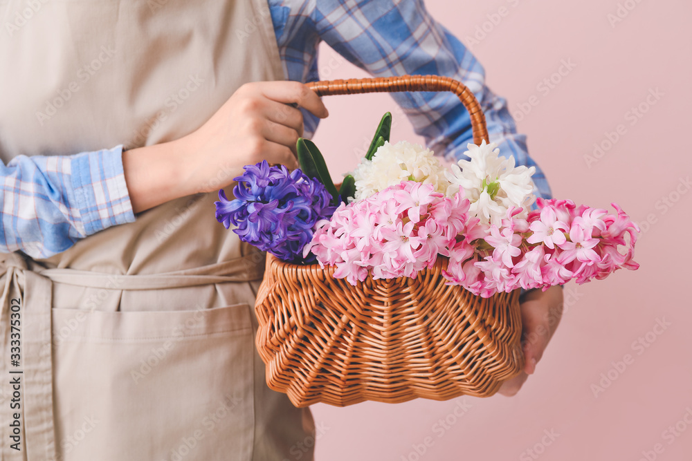 彩色背景上有一篮子风信子植物的园丁