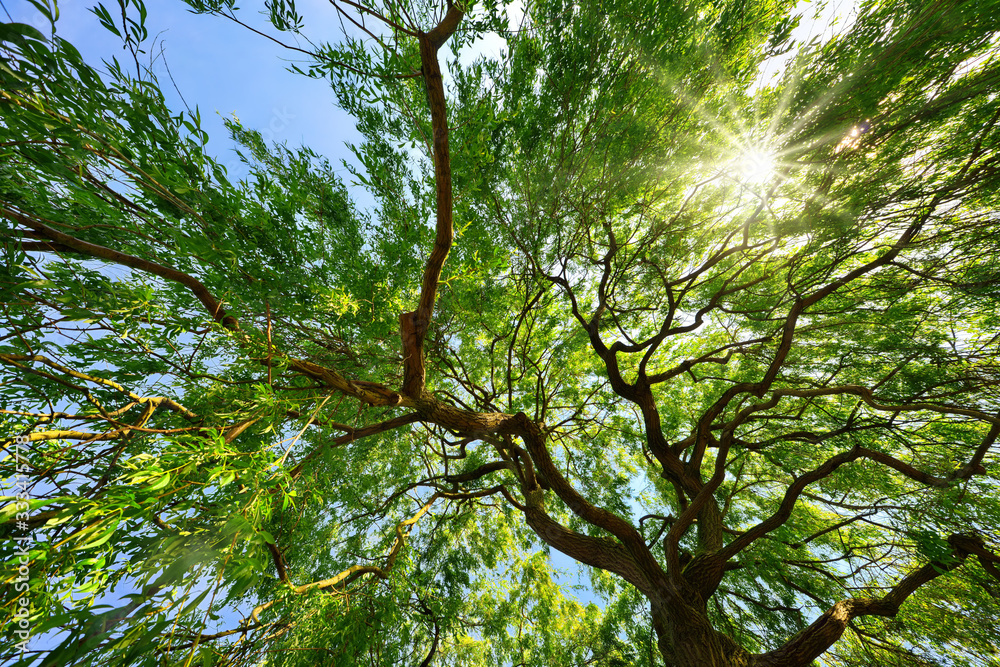 Beautiful weeping willow canopy with the sun shining through the green foliage