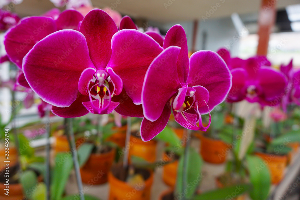 pink orchid isolated on blur background. Closeup of pink phalaenopsis orchid