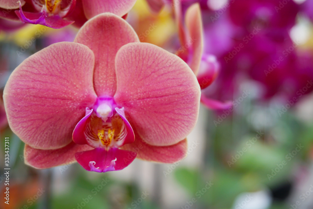 pink orchid isolated on blur background. Closeup of pink phalaenopsis orchid