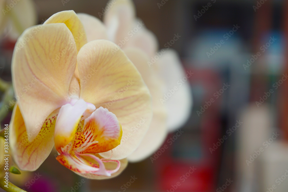 yellow orchid isolated on blur background. Closeup of yellow phalaenopsis orchid