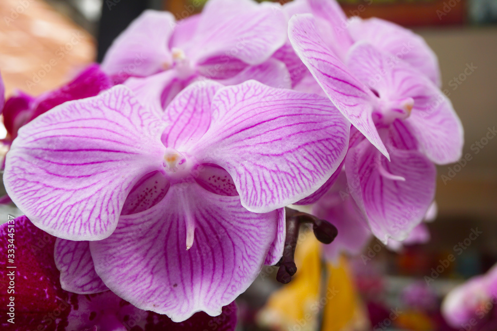 purple orchid isolated on blur background. Closeup of purple phalaenopsis orchid