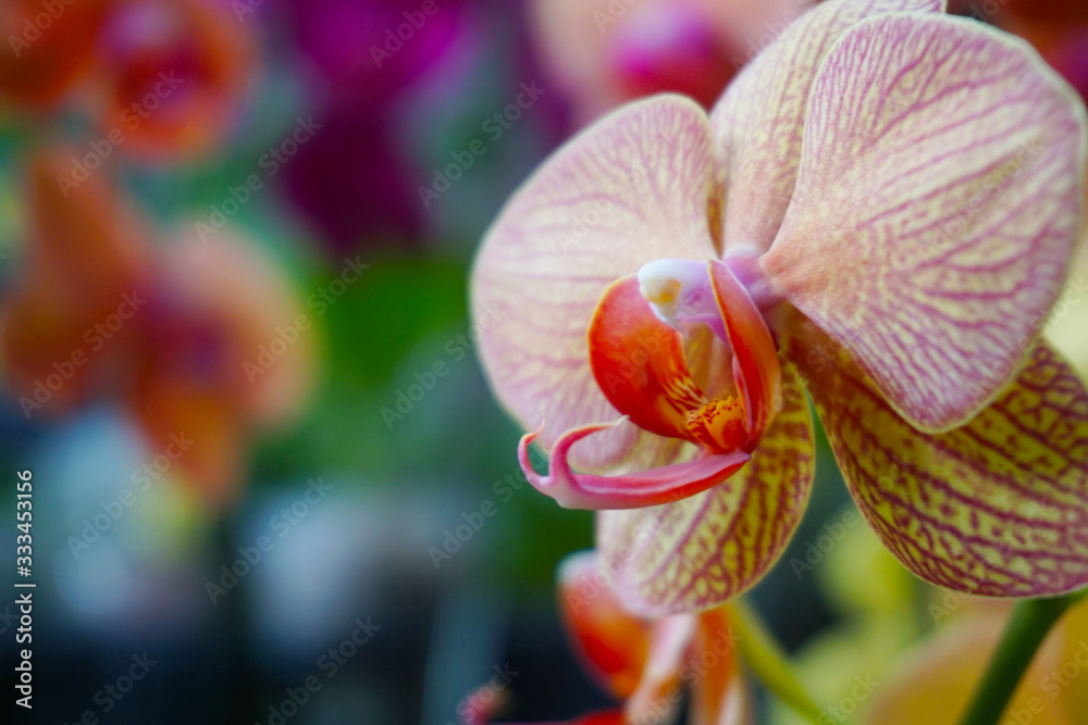 yellow orchid isolated on blur background. Closeup of yellow phalaenopsis orchid. Phalaenopsis yello