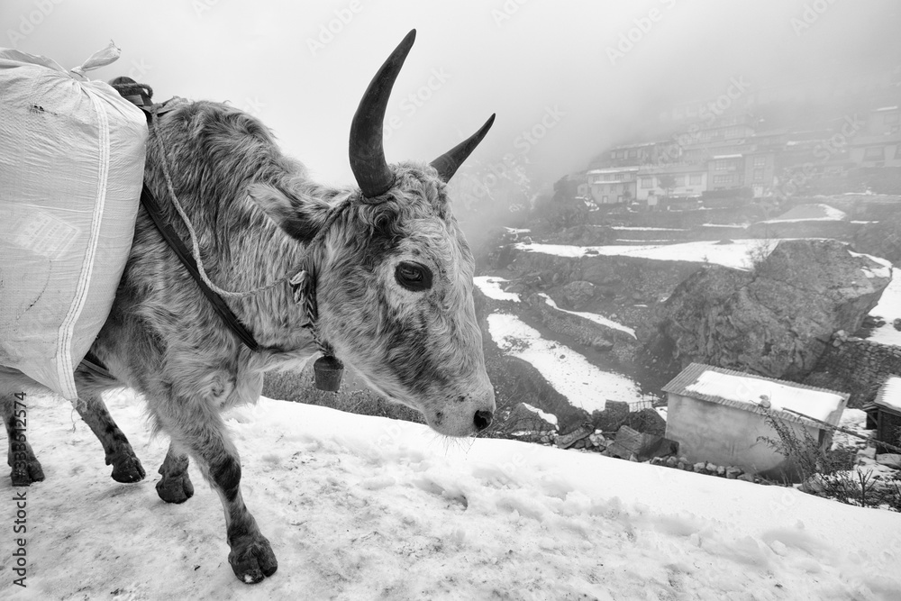 yak in the snow