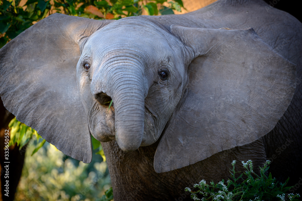 非洲丛林象（Loxodonta africana），也称为非洲草原象或非洲大象