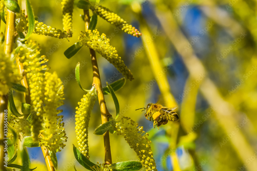 bee covered with pollen on a willow 