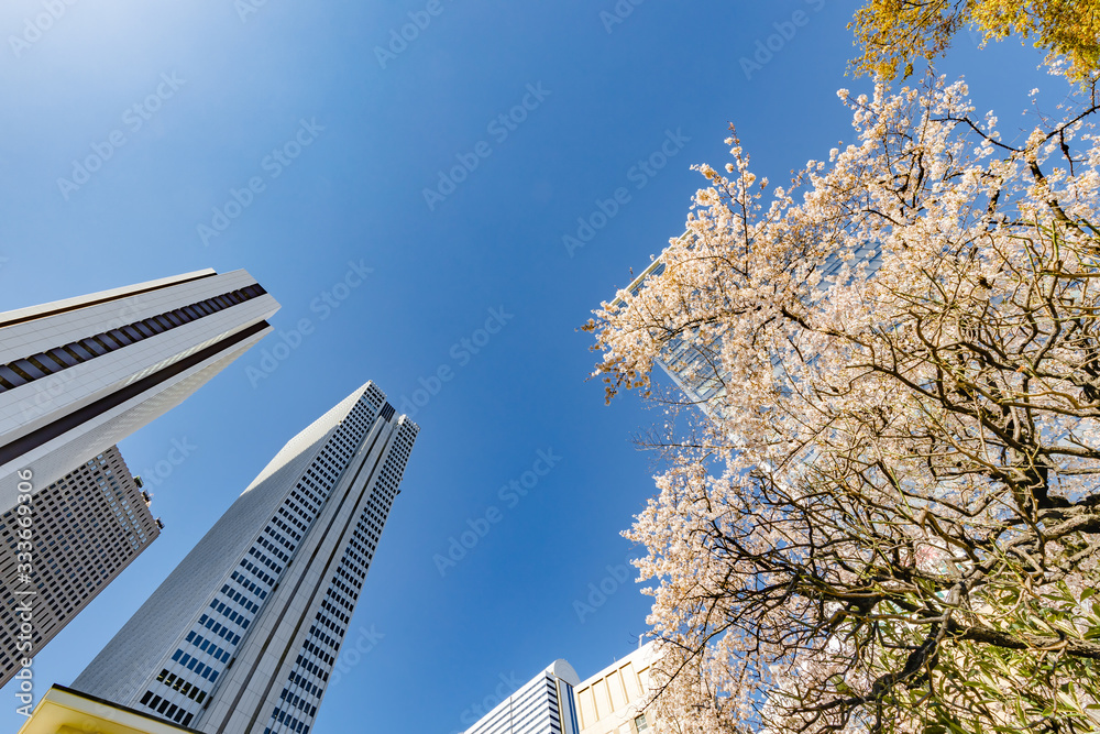 都会のビルと桜の木