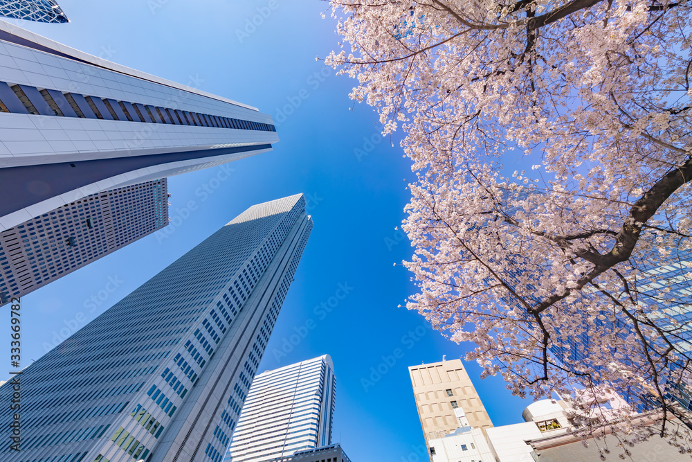 都会のビルと桜の木