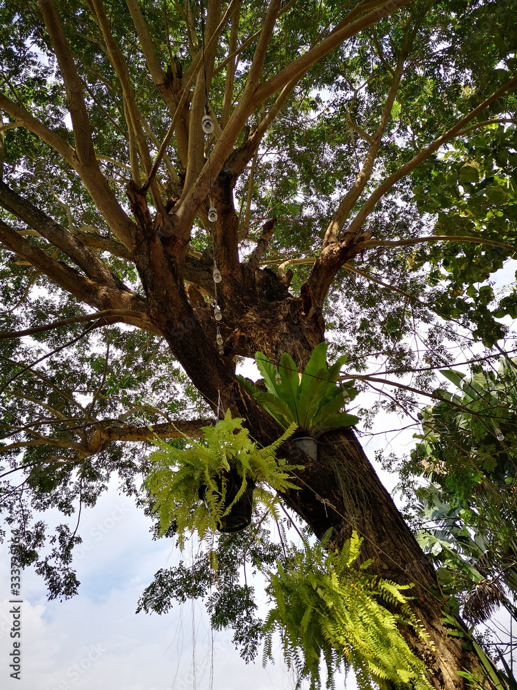 Under the big tree in the park