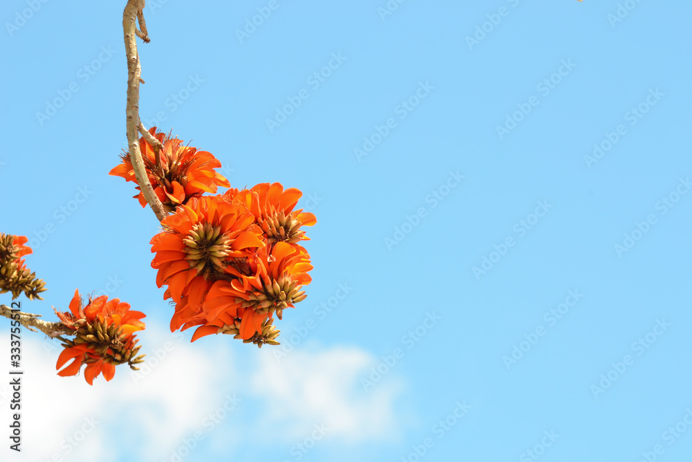 Erythrina caffra. Erythrinas flower cluster caffra