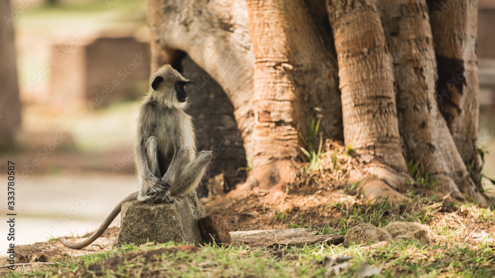 Lonely Monkey and a tree