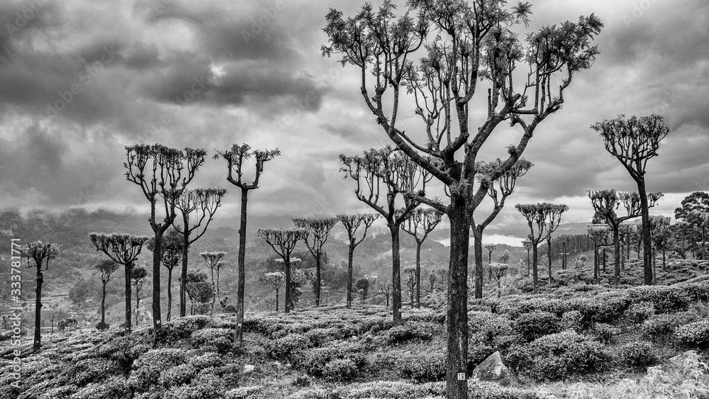 trees and tea plantation