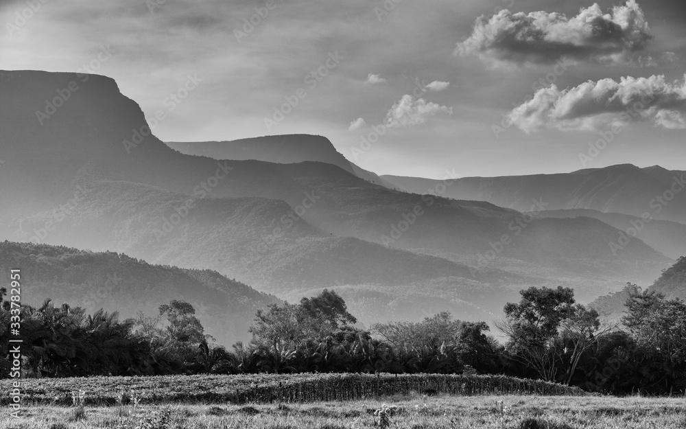 mountains and cows