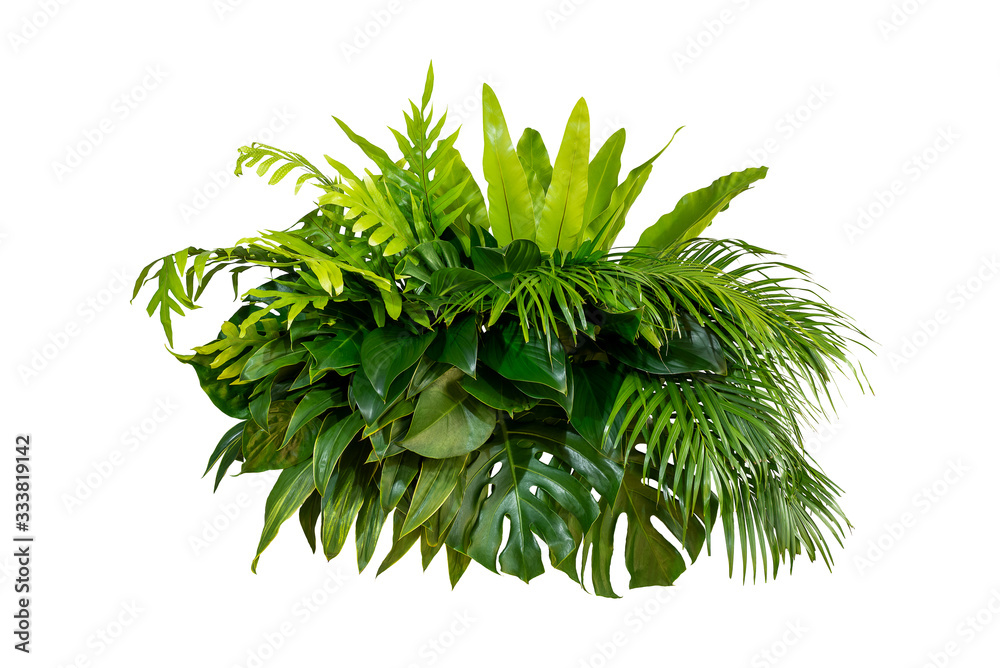 Green leaves of tropical plants bush (Monstera, palm, rubber plant, pine, bird’s nest fern) floral a