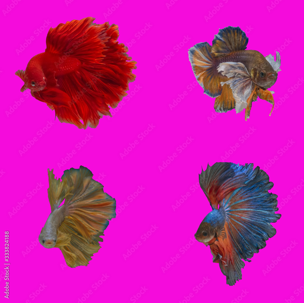 FightingFish0Mixed colorful Fighting Fish in bristling action with pink background2