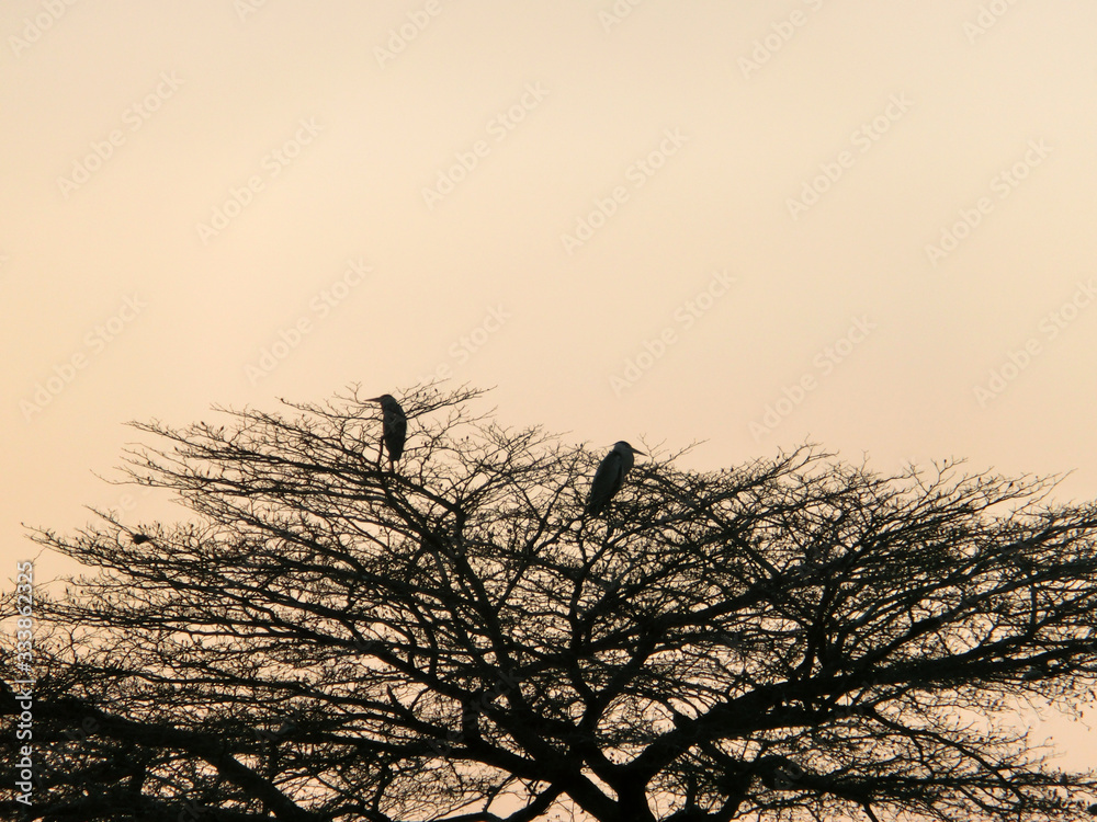 Ardea cinerea