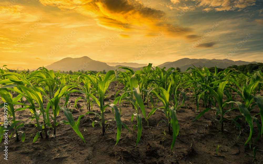 green corn field in agricultural garden and light shines sunset