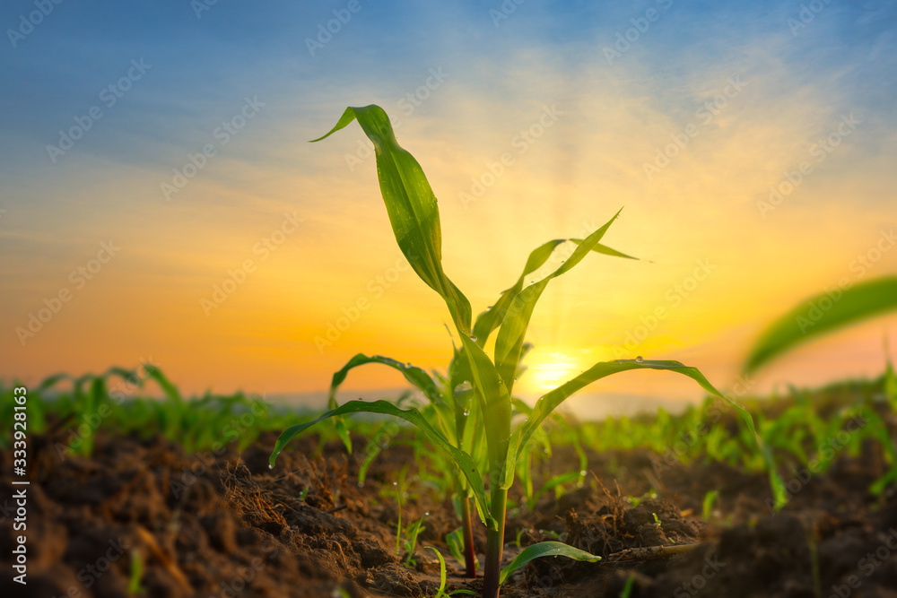 Maize seedling in the agricultural garden with the sunset, Growing Young Green Corn Seedling