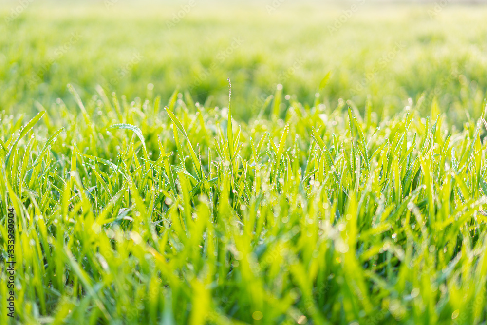 Cu new wheat with dew