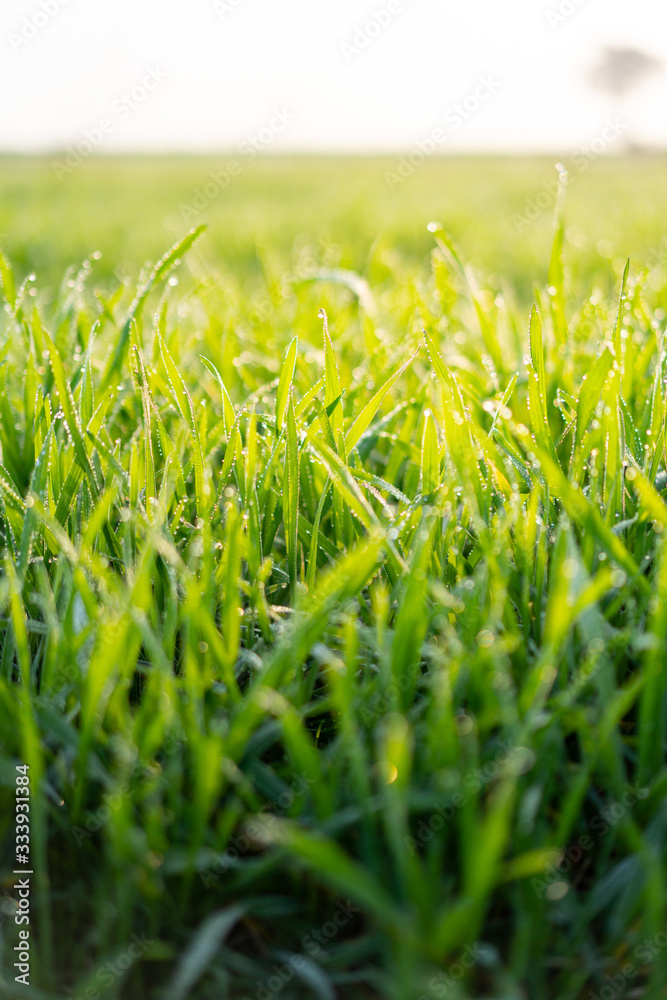 Cu new wheat with dew