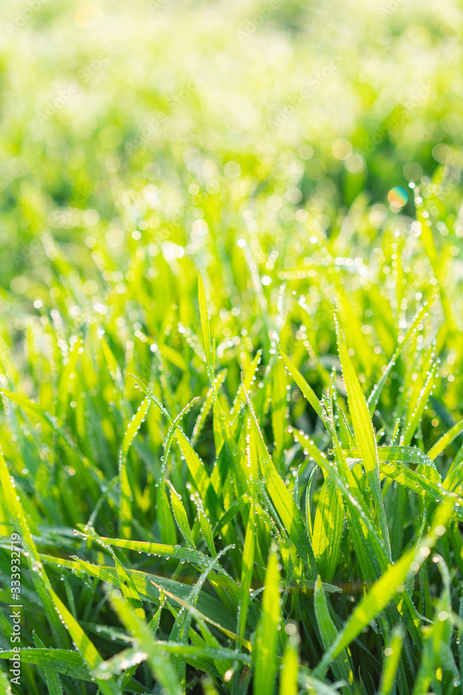 Cu new wheat with dew