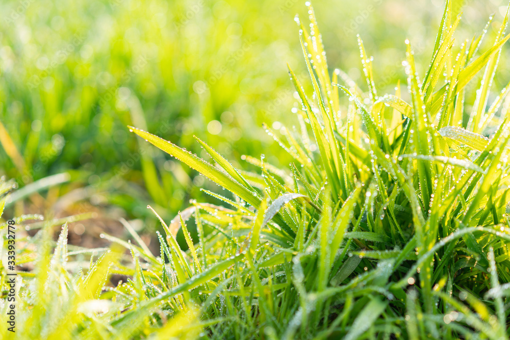 Cu new wheat with dew