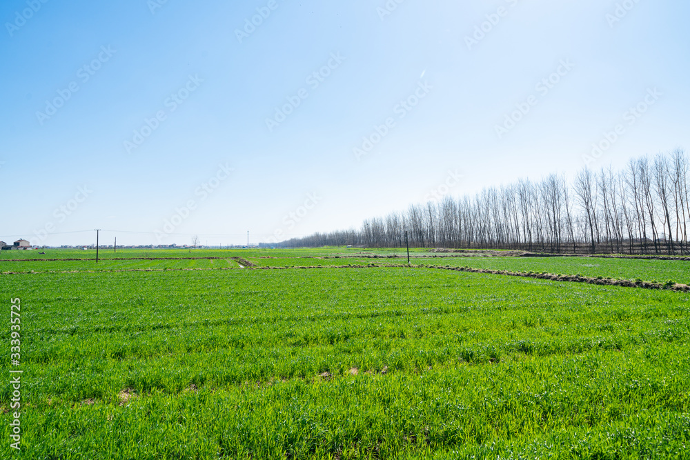 Farmland under blue sky and white clouds