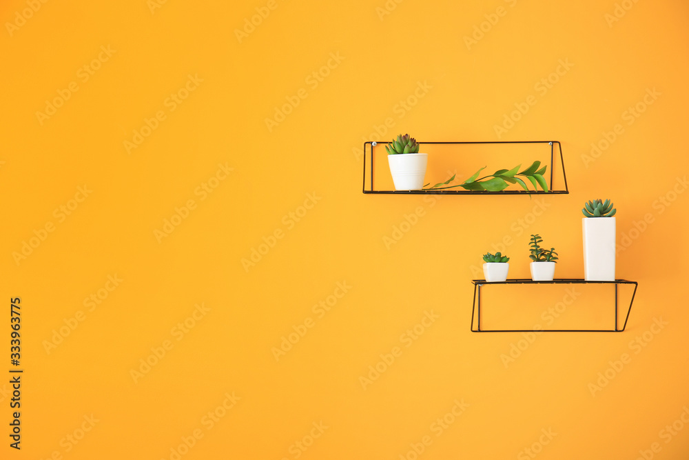 Shelves with houseplants on color wall