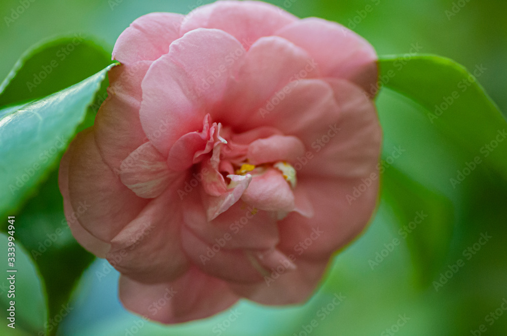 花园里盛开的粉红色山茶花、山茶花