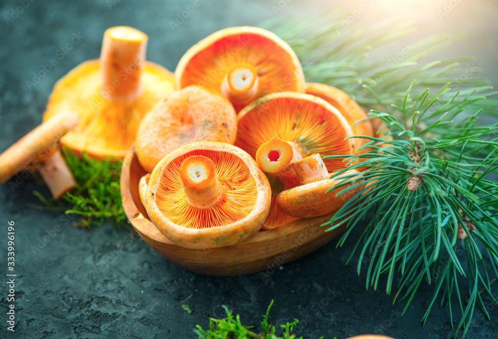 Raw wild Saffron milk cap mushrooms on dark old rustic background. Lactarius deliciosus, Rovellons, 