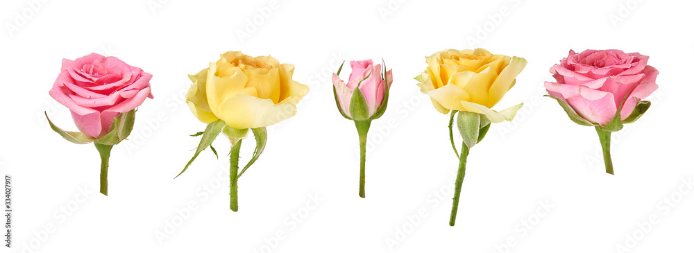 Set of beautiful pink and yellow roses isolated on white background. Rose bud on a green stem. Studi