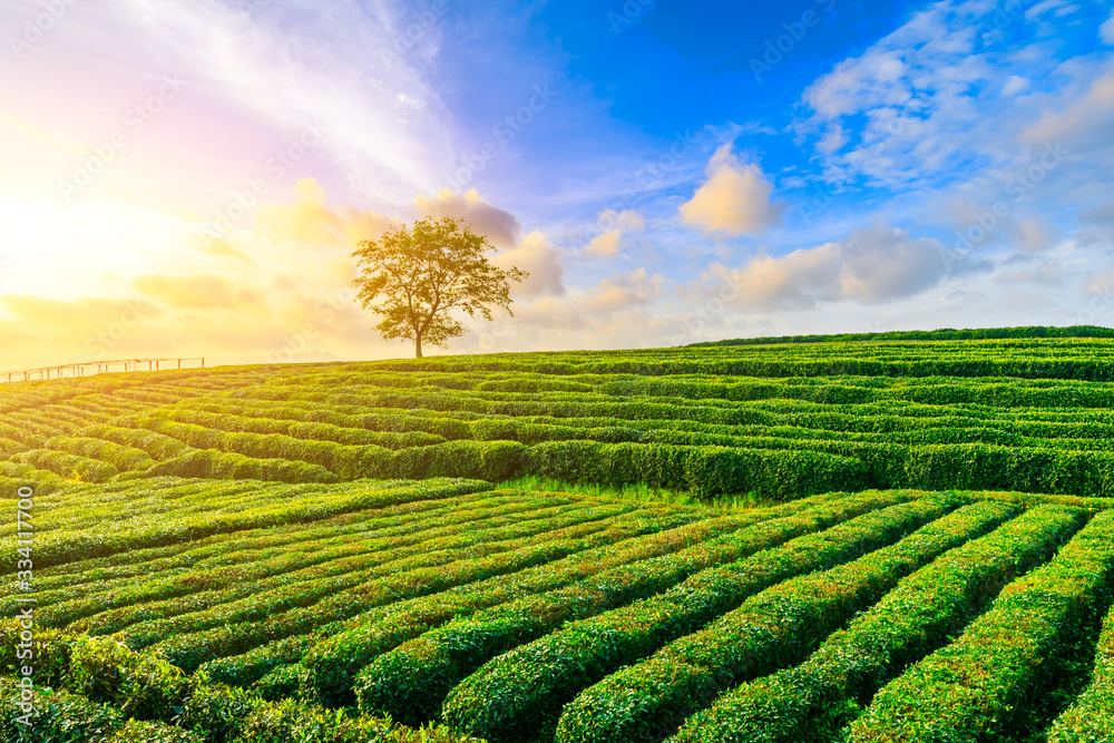 Green tea plantation at sunset time,nature background.