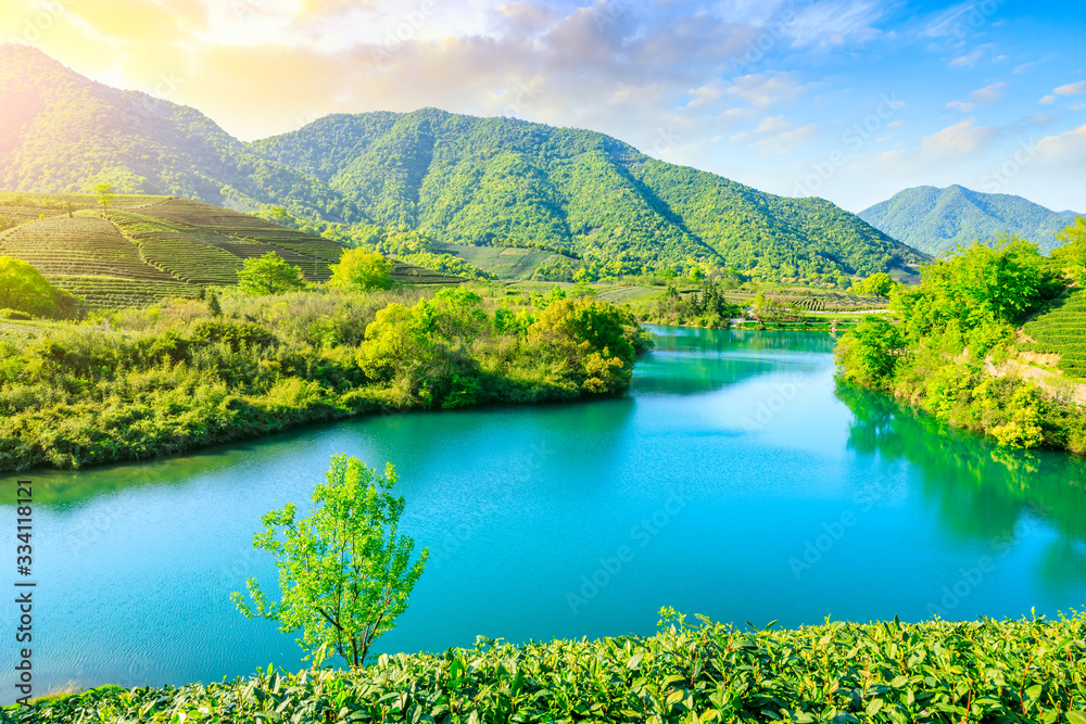 Green tea plantation at sunset time,nature background.