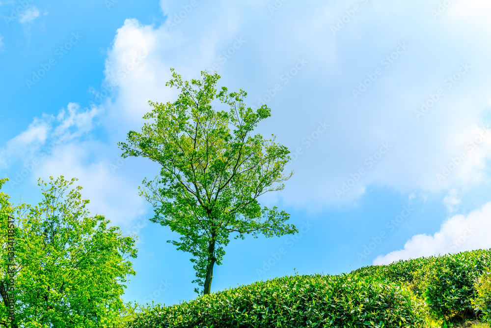 茶园里的一棵绿树，自然景观。