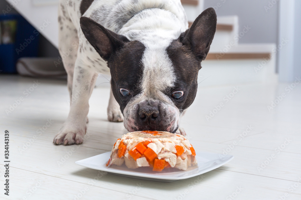 法国斗牛犬吃盘子里的肉和果冻零食