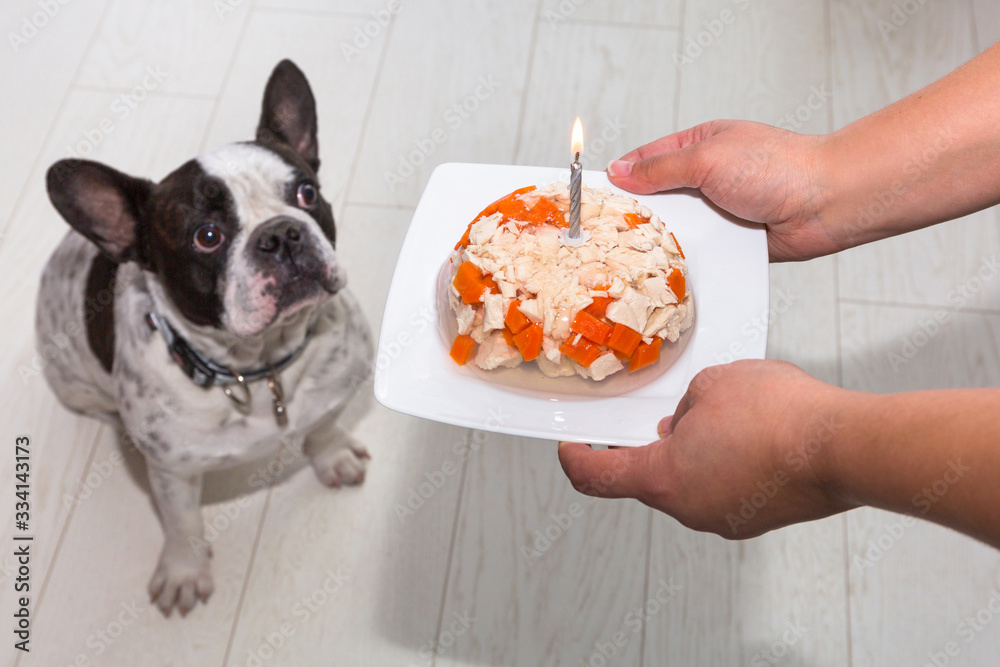 French bulldog getting meat and jelly cake for a birthday