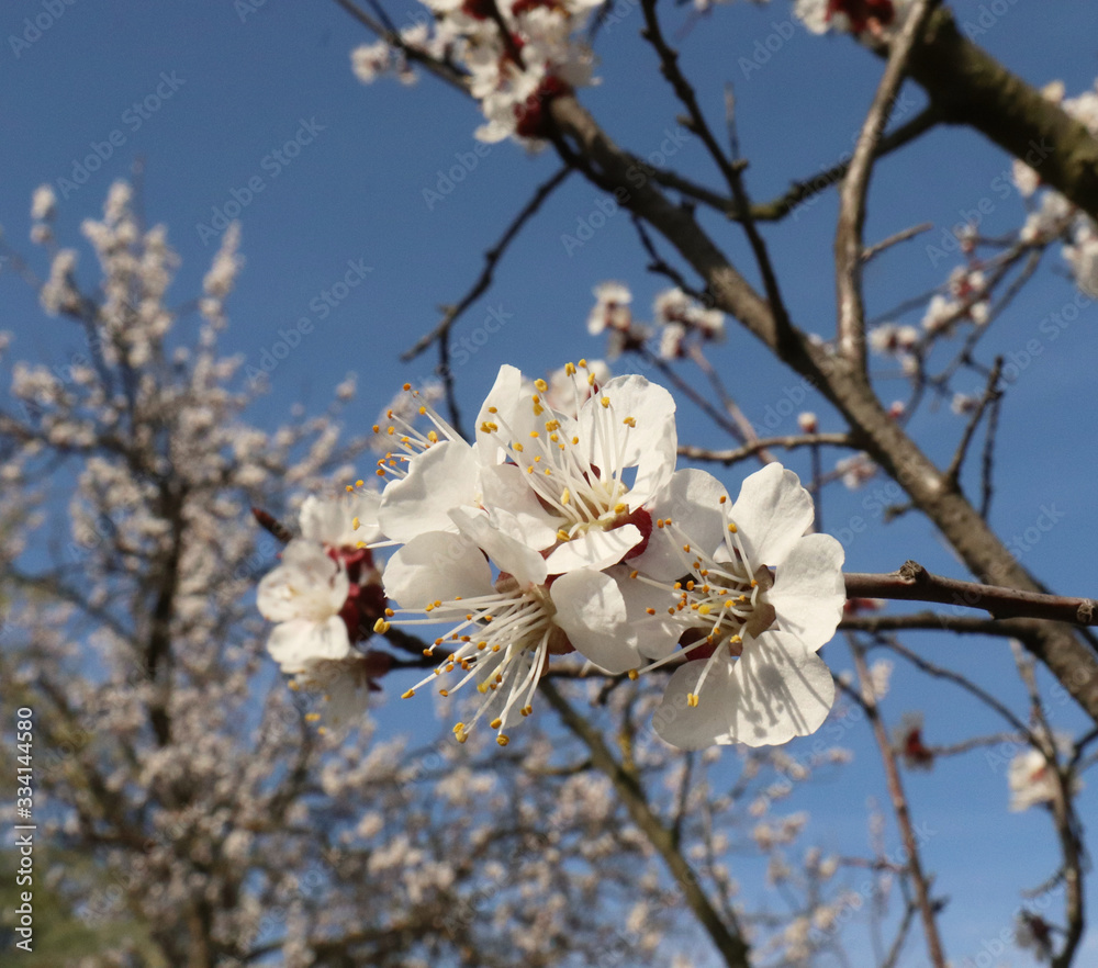 Blooming flowers and lots of white buds of the apricot tree on a little branch, blooming, leaves, wa