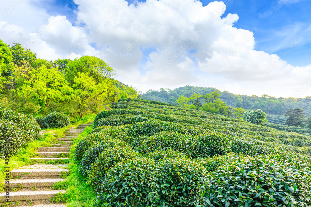 阳光明媚的茶园，绿色的自然景观。