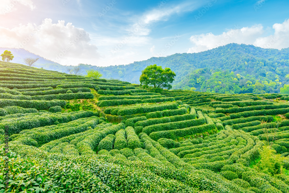 阳光明媚的茶园，绿色的自然景观。