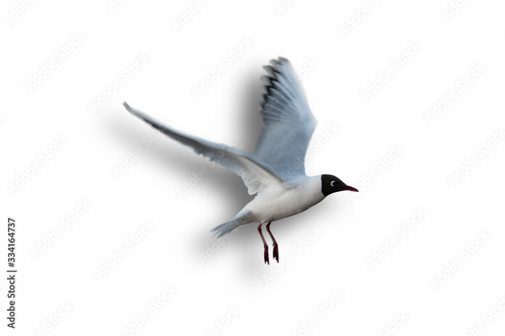 Black headed seagull isolated with shadow on white background for 3D effect