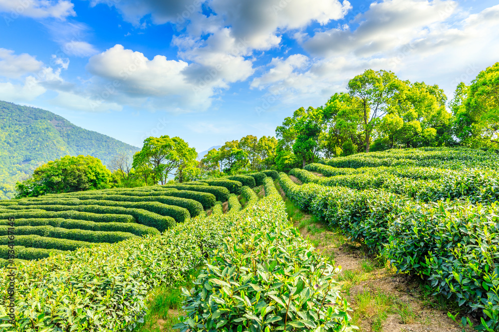 阳光明媚的茶园，绿色的自然景观。