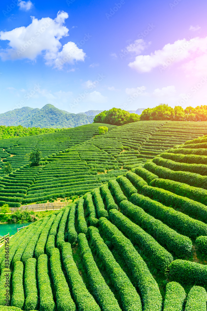 Tea plantation on sunny day,green nature landscape.