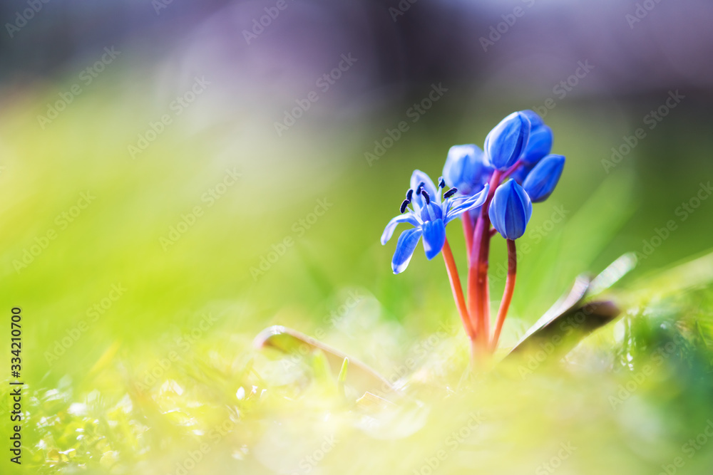 Biautiful blue spring flower on green grass background closeup. Nature macro photography