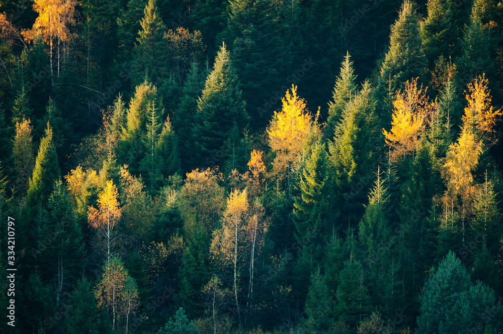 Beautiful evergreen forest with fir trees and orange birches in autumn time. Nature background, land