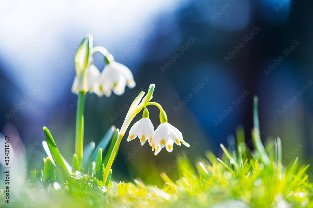 Snowdrop flowers on spring meadow forest closeup. Macro nature photography