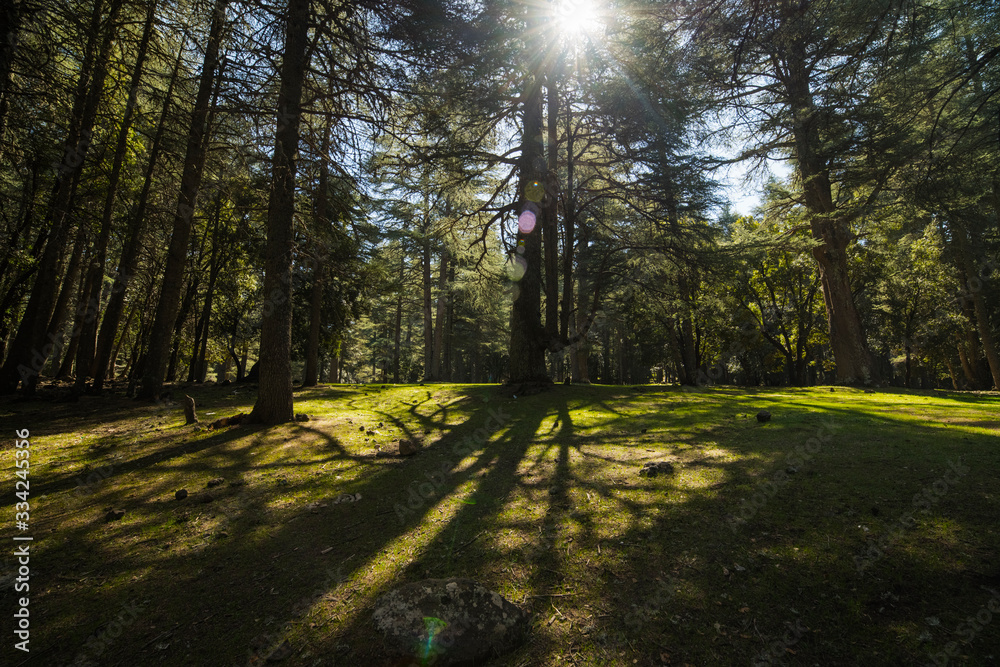 Azrou cedar forest in morocco