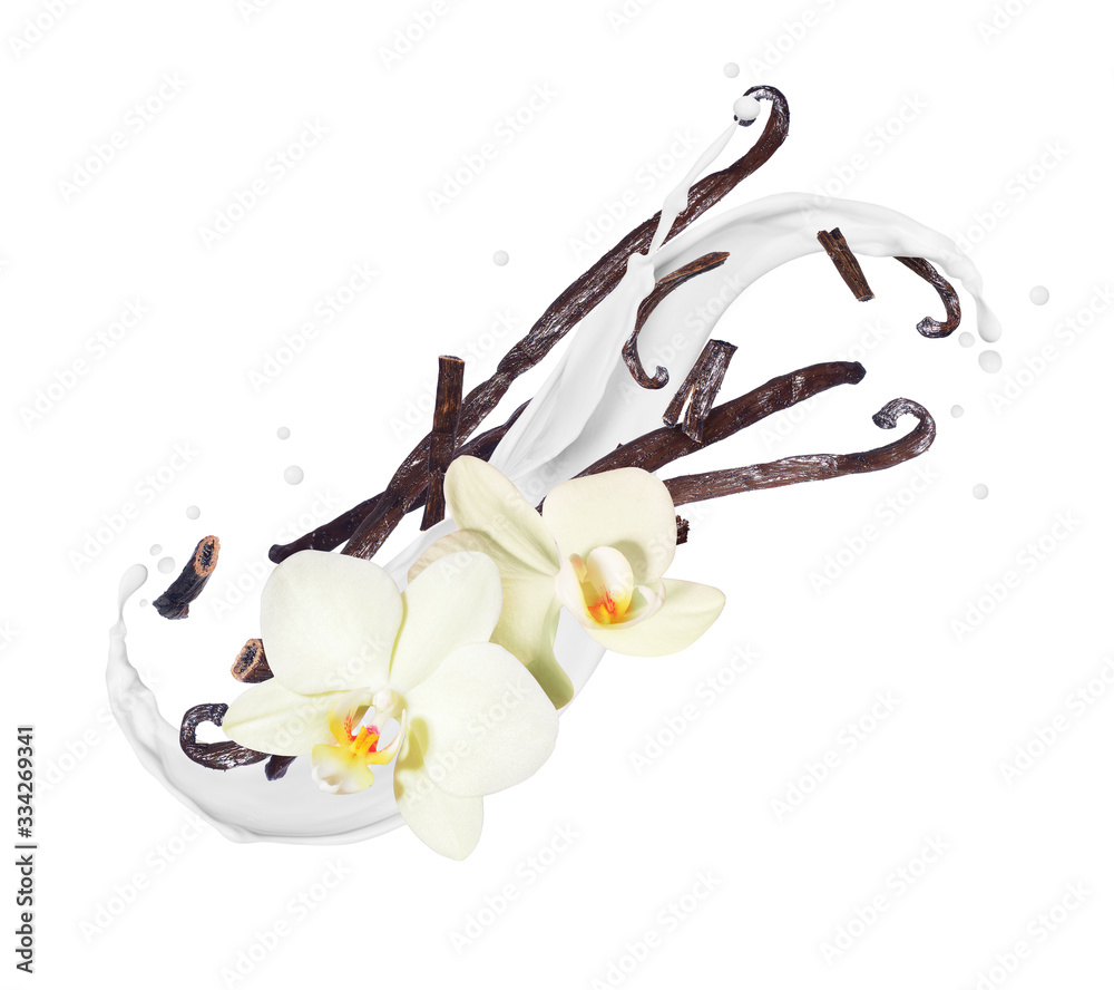 Fragrant dried vanilla sticks with flower in milk splashes on a white background