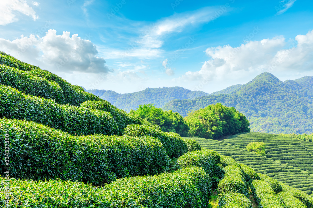 Tea plantation on sunny day,green nature landscape.